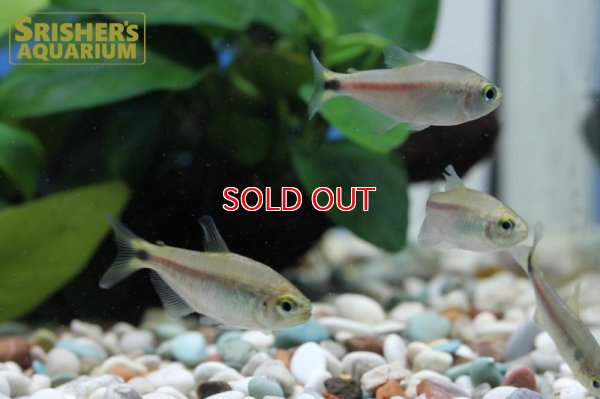 画像8: パステルリリーテトラ WILD　