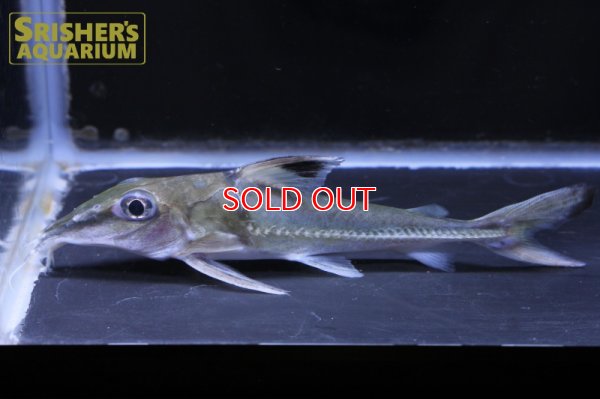 画像7: ロングノーズコンコルドキャット （ペルー）