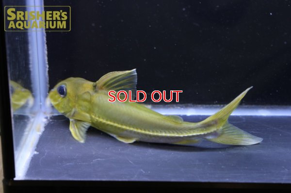 画像3: ブラックトップコンコルドキャット（シングー）