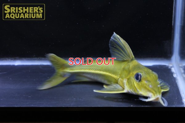 画像6: ブラックトップコンコルドキャット（シングー）