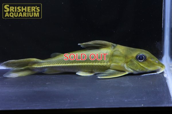 画像13: ブラックトップコンコルドキャット（シングー）