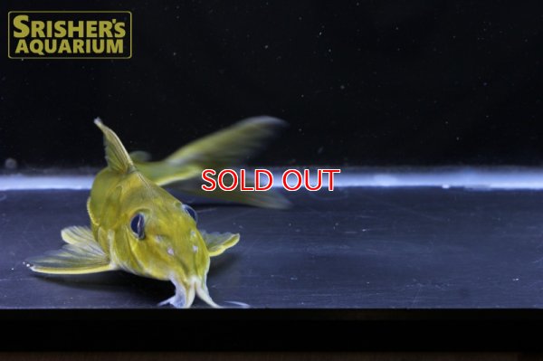 画像5: ブラックトップコンコルドキャット（シングー）