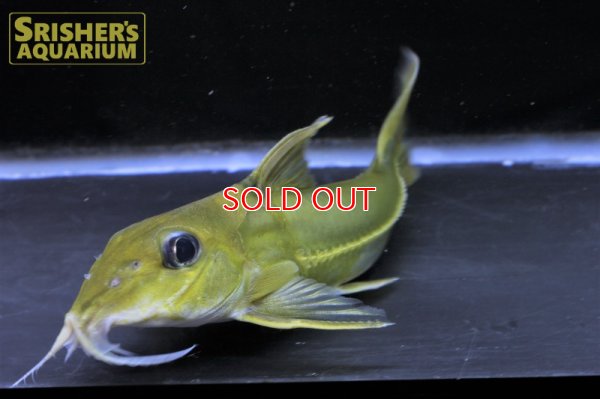 画像7: ブラックトップコンコルドキャット（シングー）