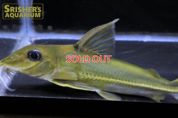 画像11: ブラックトップコンコルドキャット（シングー）