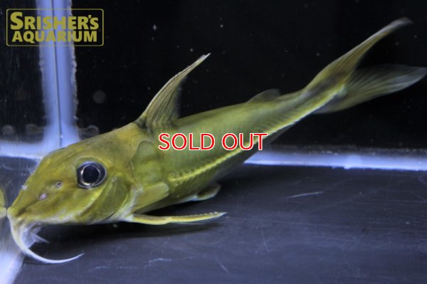 画像9: ブラックトップコンコルドキャット（シングー）