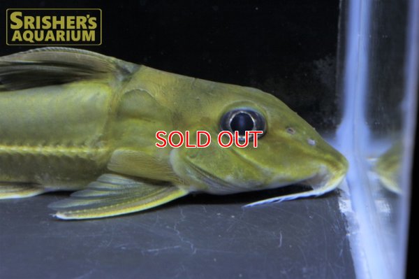 画像12: ブラックトップコンコルドキャット（シングー）