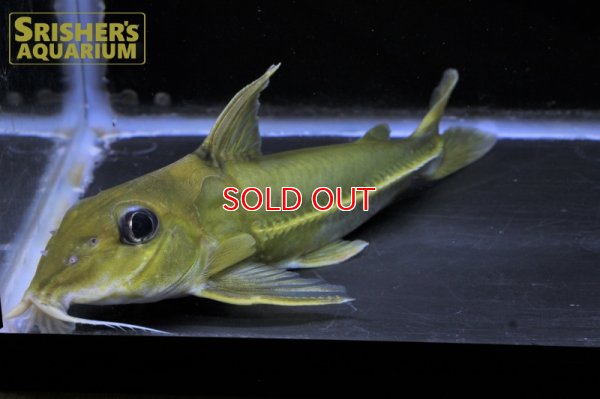 画像8: ブラックトップコンコルドキャット（シングー）