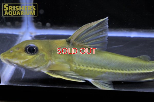 画像10: ブラックトップコンコルドキャット（シングー）