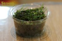 水草 ウィローモス (Sカップ)