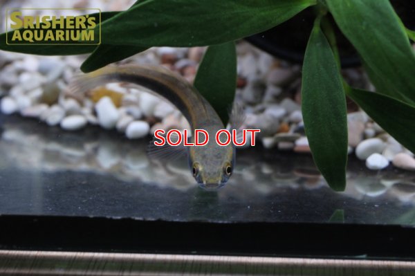 画像3: チャンナ　マルリオイデス　バリト川