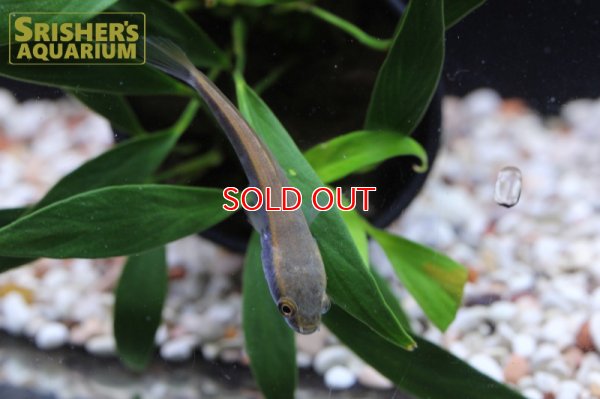 画像9: チャンナ　マルリオイデス　バリト川