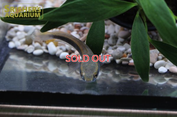 画像4: チャンナ　マルリオイデス　バリト川