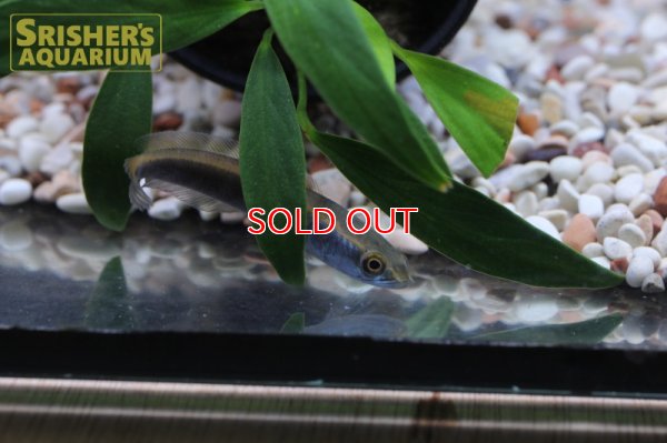 画像7: チャンナ　マルリオイデス　バリト川