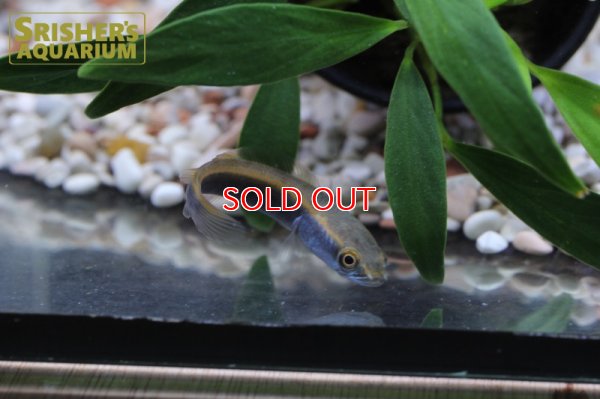 画像6: チャンナ　マルリオイデス　バリト川