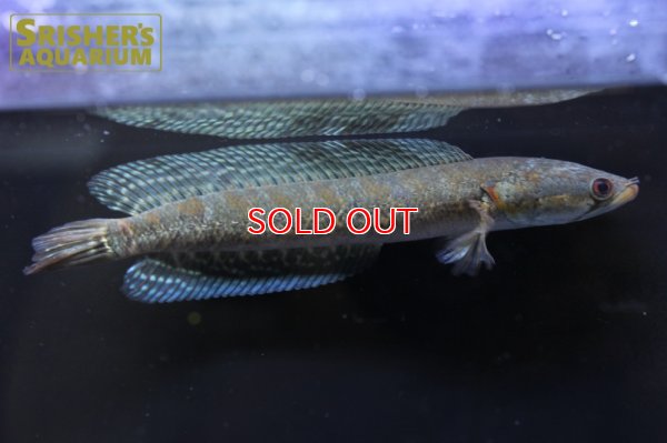 画像8: シェブロンスネークヘッド　