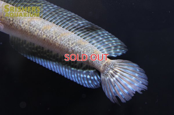 画像5: シェブロンスネークヘッド　