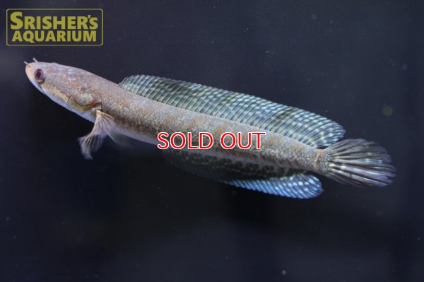 画像7: シェブロンスネークヘッド　