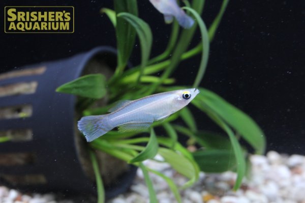 画像2: プロカトーパス　シミリス　