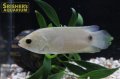 クテノポマ　キングスレイ