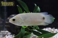 クテノポマ　キングスレイ