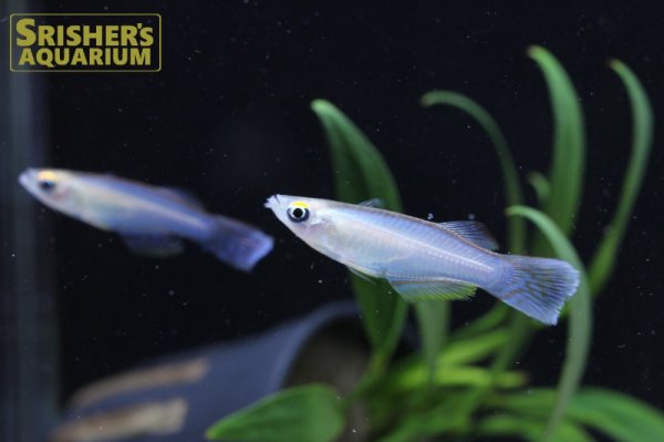 画像1: プロカトーパス　シミリス　