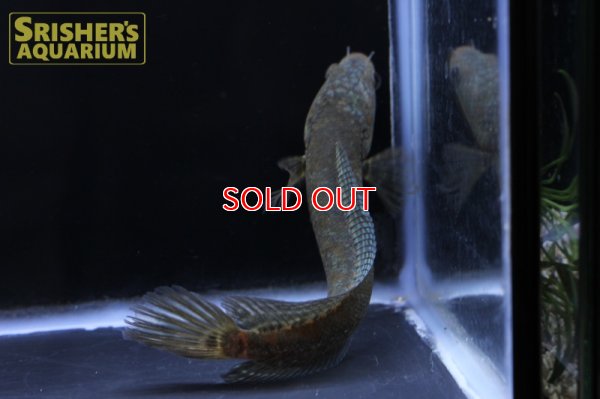 画像10: シェブロンスネークヘッド　