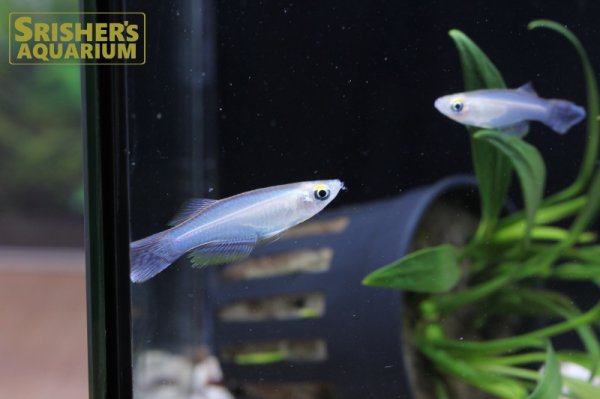 画像3: プロカトーパス　シミリス　