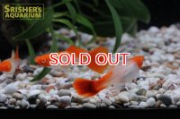 紅白グッピー（ペア）　