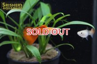 国産ゴールデン O/F モザイク R/T グッピー（ペア）