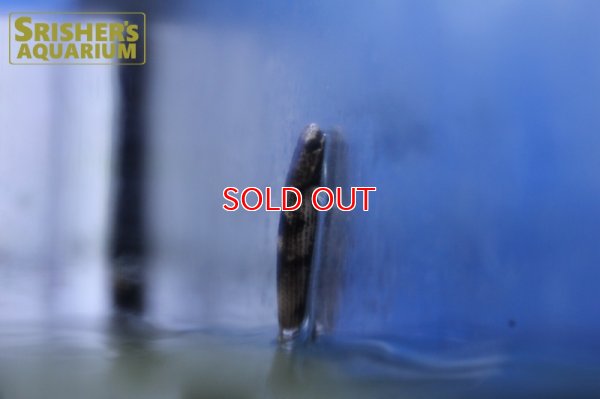 画像7: リブルス　アトラタス（ペア）