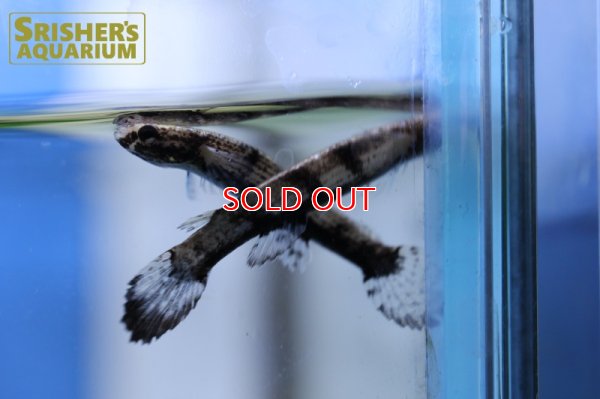 画像6: リブルス　アトラタス（ペア）