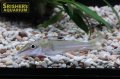 ホワイトチップコンコルドキャット