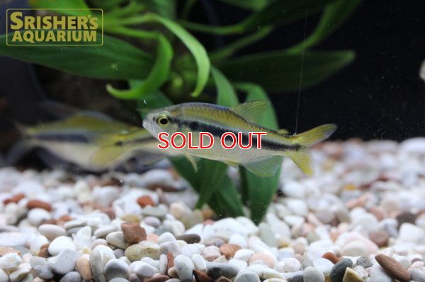 画像4: レモンラピステトラ WILD　