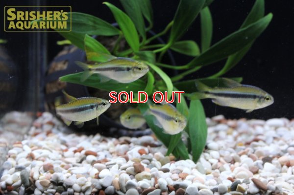 画像5: レモンラピステトラ WILD　