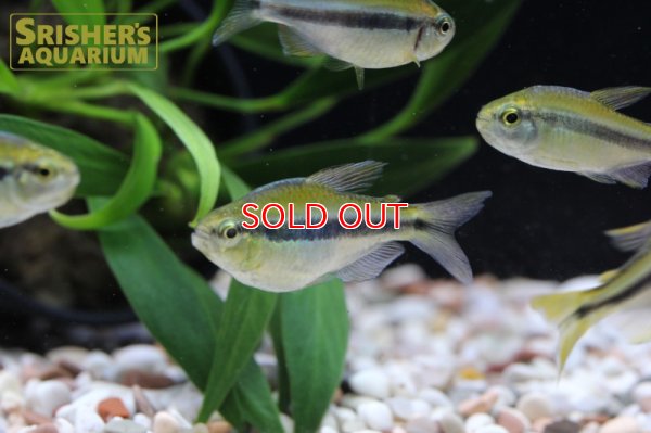 画像8: レモンラピステトラ WILD　