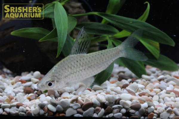 画像2: キロダス WILD　