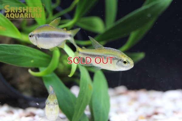 画像3: レモンラピステトラ WILD　