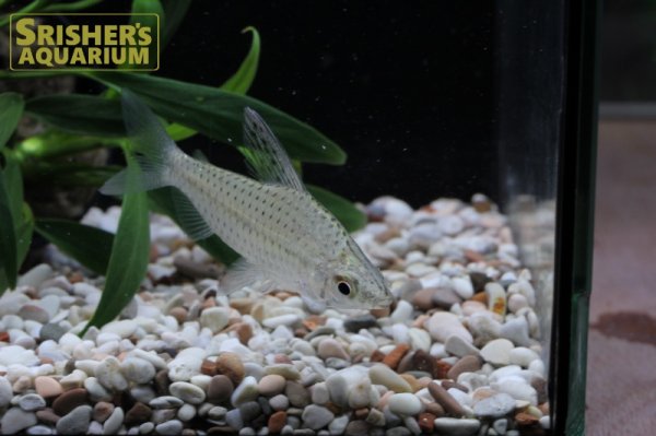 画像3: キロダス WILD　