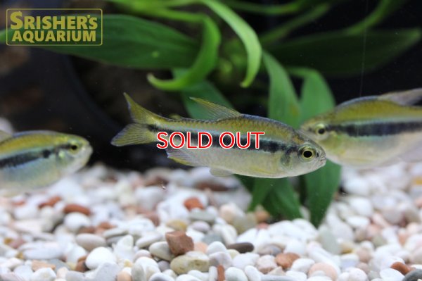 画像6: レモンラピステトラ WILD　