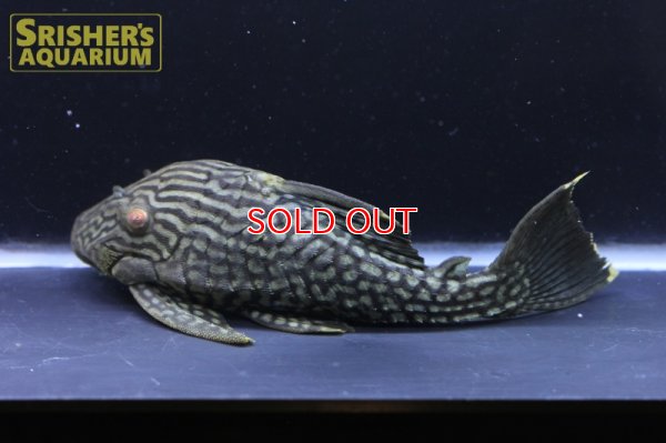 画像6: スポットロイヤルプレコ（1/4スポット）　