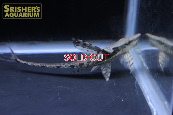 画像4: ストリソマ　アウレウム