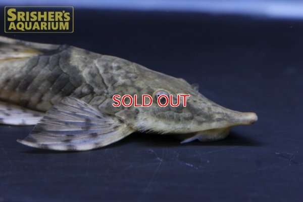 画像3: ストリソマスティクティス SP コロンビア III　