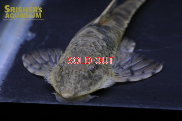 画像4: ストリソマスティクティス SP コロンビア III　