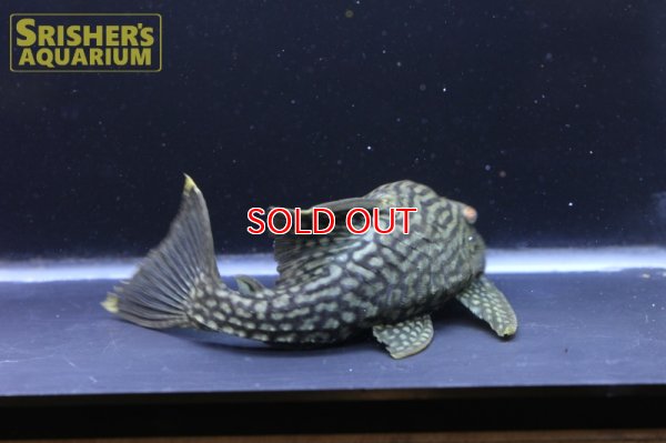 画像4: スポットロイヤルプレコ（1/4スポット）　