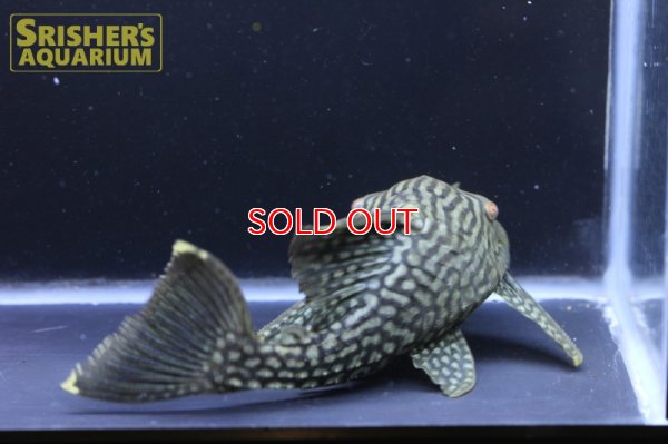 画像7: スポットロイヤルプレコ（1/4スポット）　