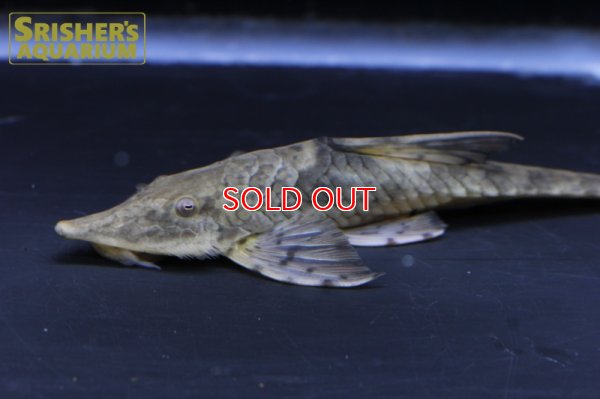 画像5: ストリソマスティクティス SP コロンビア III　