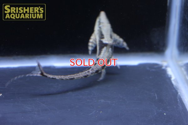 画像7: ストリソマ　アウレウム