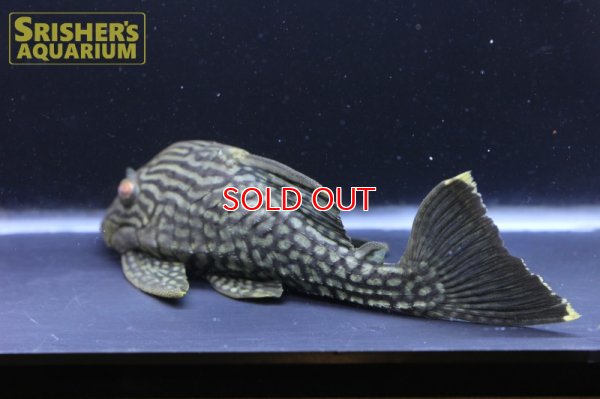 画像3: スポットロイヤルプレコ（1/4スポット）　