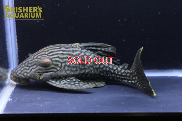 画像5: スポットロイヤルプレコ（1/4スポット）　