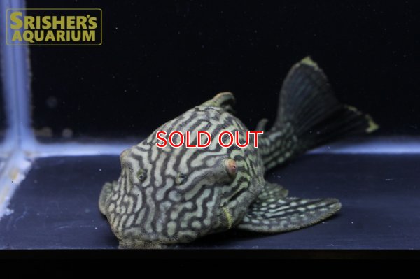 画像8: スポットロイヤルプレコ（1/4スポット）　